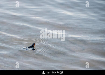 newborn baby green golfina turtle approaching sea for first time after breaking egg Stock Photo