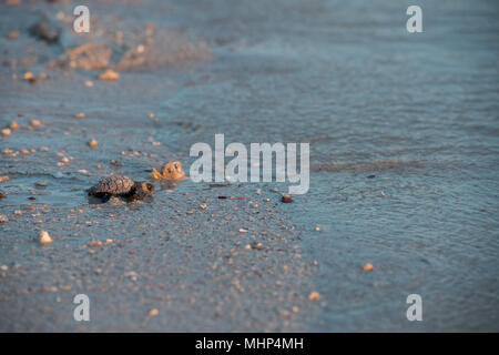 newborn baby green golfina turtle approaching sea for first time after breaking egg Stock Photo