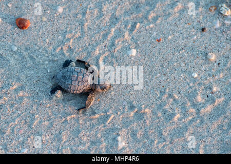 newborn baby green golfina turtle approaching sea for first time after breaking egg Stock Photo