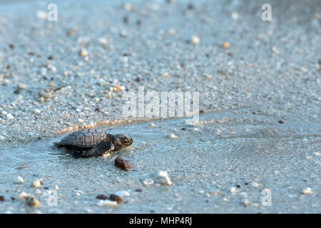 newborn baby green golfina turtle approaching sea for first time after breaking egg Stock Photo