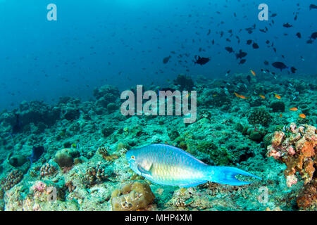 colorful parrot fish in maldives close up Stock Photo