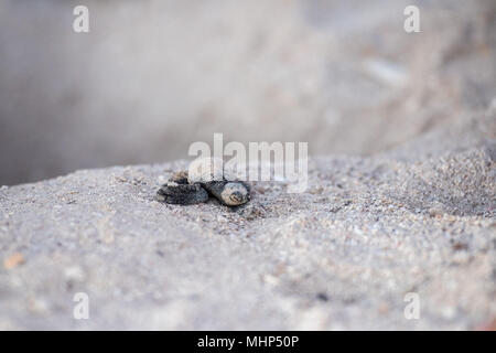 newborn baby green golfina turtle approaching sea for first time after breaking egg Stock Photo