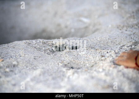 newborn baby green golfina turtle approaching sea for first time after breaking egg Stock Photo