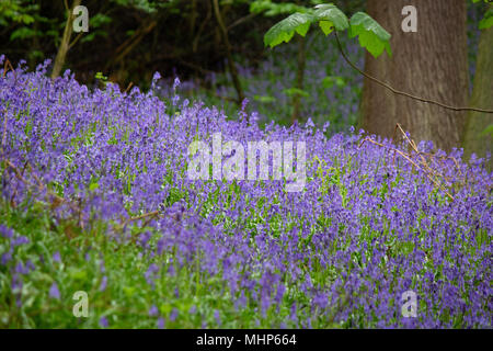 English bluebells in woods near Atherstone, North Warwickshire Stock Photo