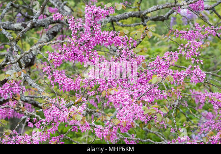 Cercis siliquastrum flowering in Spring. Judas tree. Stock Photo