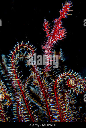 red ornate ghost pipefish isolated on black while hiding near crinoid