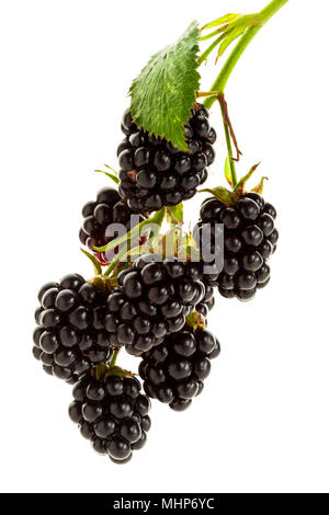 Branch with ripe blackberries isolated on white background Stock Photo