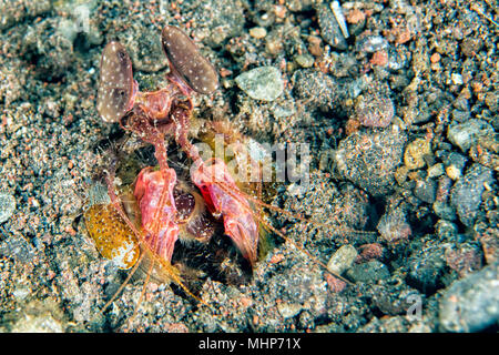 Mantis Lobster defending eggs in its nest and ready to attack Stock Photo