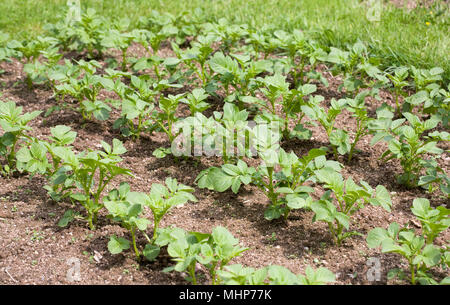 Solanum tuberosum growing in a vegetable garden, ready for earthing up. Stock Photo