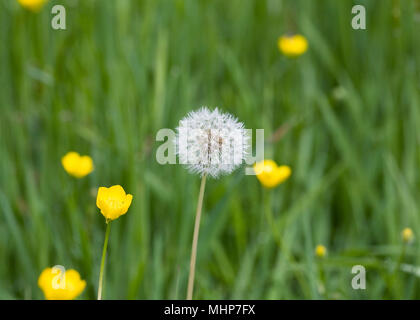 Taraxacum officinale. Dandelion seedhead and buttercups in a meadow. Stock Photo