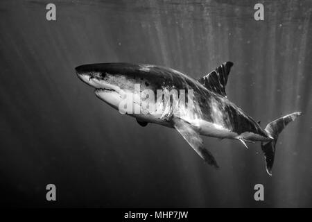 Great White shark while coming to you on deep blue ocean background ...