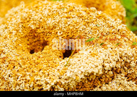 Black ants nest and eggs in a garden compost heap Stock 