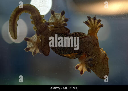 Ptychozoon kuhli Kuhl's flying gecko paw grip detail macro Stock Photo