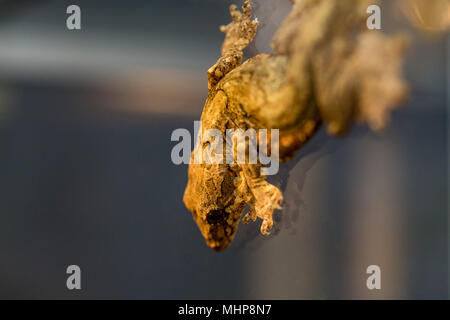 Ptychozoon kuhli Kuhl's flying gecko paw grip detail macro Stock Photo