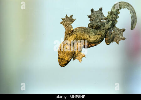 Ptychozoon kuhli Kuhl's flying gecko paw grip detail macro Stock Photo