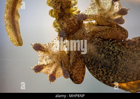 Ptychozoon kuhli Kuhl's flying gecko paw grip detail macro Stock Photo