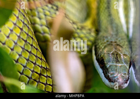 Philodryas baroni, Baron's green racer, stone near river habitat ...