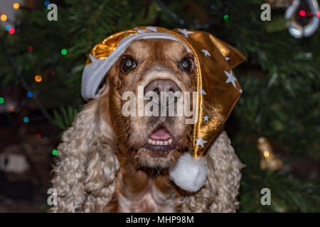 Santa dressed dog cocker spaniel on xmas tree Stock Photo