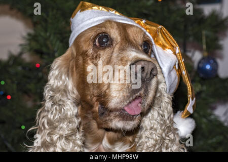 Santa dressed dog cocker spaniel on xmas tree Stock Photo