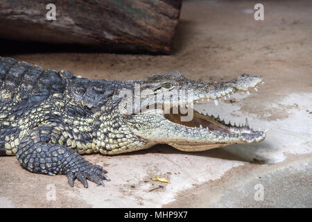 wide open crocodile mouth close up Stock Photo