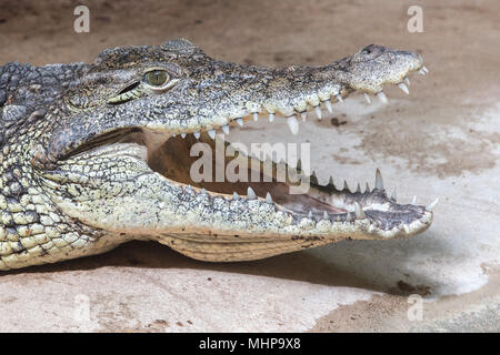 wide open crocodile mouth close up Stock Photo