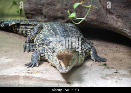 wide open crocodile mouth close up Stock Photo