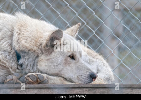 Spitzbergen island svalbard sled dog farm Stock Photo