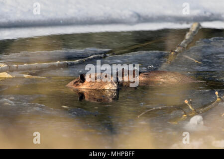 A mother and baby beaver, Castor canadensis, swimming in open water in their beaver pond with melting ice on a warm spring day near Hinton Alberta Can Stock Photo