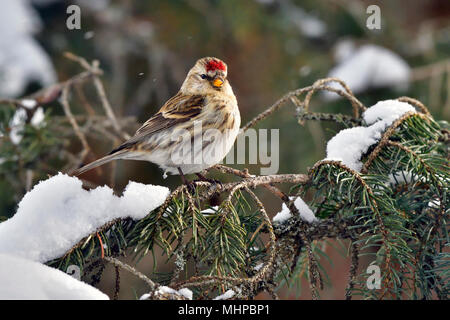 A wild Redpoll finch bird (Carduelis flammea) perched on a spruce tree branch with fresh fallen snow in rural Alberta Canada. Stock Photo
