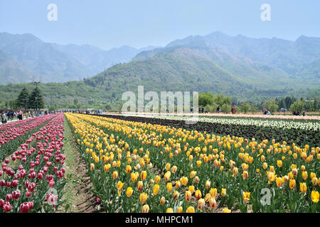 Vale of Kashmir, The valley is bounded on the southwest by the Pir Panjal Range and on the northeast by the main Himalayas Stock Photo