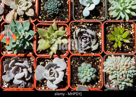 Group of little succulents in brown pots in an indoor garden. Stock Photo