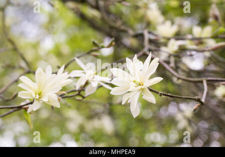 Magnolia 'Gold Star' flowers. Stock Photo