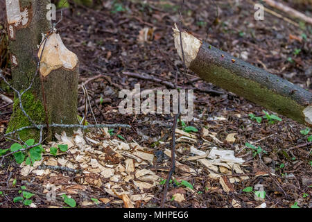 Tree felled by Eurasian beaver with wood chips lying on the ground between the standing trunk and the broken trunk Stock Photo