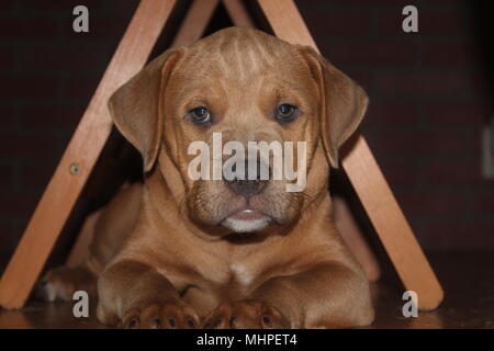 Four legged hearts of gold Stock Photo