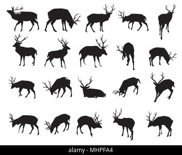 Set of vector standing and lying Red deer silhouettes (male) isolated on white background Stock Vector