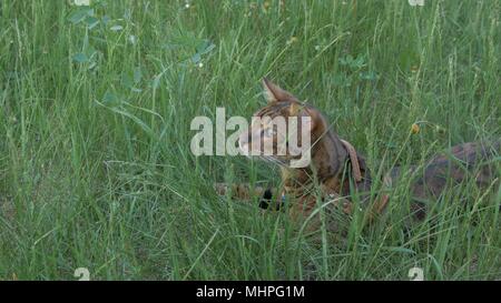 Bengal cat walks in the grass. He shows different emotions. Stock Photo