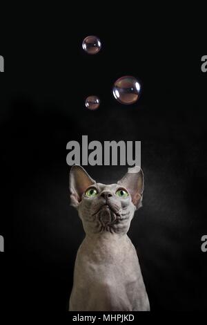 Sphynx cat look up to some soap bubbles Stock Photo