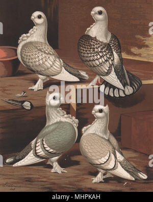 PIGEONS. Brunette; Satinette; Bluette; Silverette. Antique