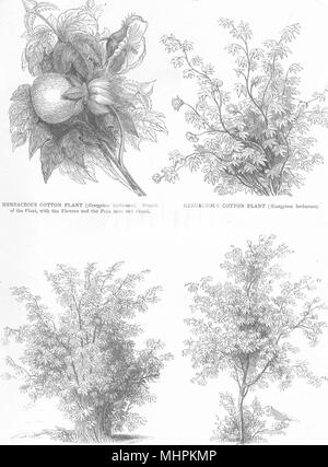 COTTON. Herbaceous cotton plant; Shrub cotton; Cotton Tree 1880 old print Stock Photo