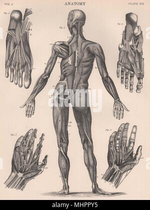 Human Anatomy from back. Muscles. BRITANNICA 1898 old antique print picture Stock Photo