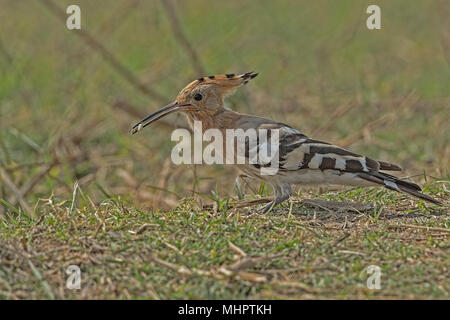 Common Hoopoe (Upupa) Eating A Worm. Stock Photo