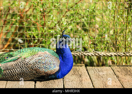 Peacock sitting on Deck in Zoo Stock Photo