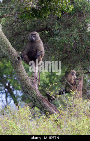 Olive Baboons sitting up a tree Stock Photo