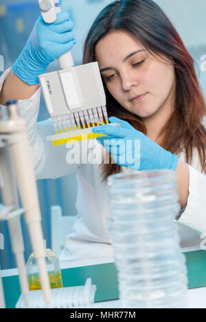 Woman technician with multipipette in genetic laboratory PCR research. Student girl use pipette Stock Photo