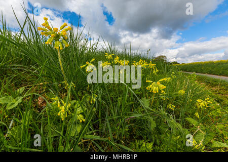 Cowslips, primula veris, growing on a roadside verge. Suffolk, UK. Stock Photo