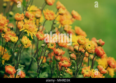 Chrysanthemum yellow orange flowers Stock Photo