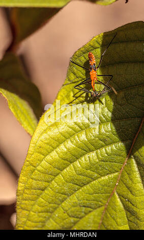 Orange Adult milkweed assassin bug, Zelus longipes Linnaeus on a leaf in a vegetable garden in Naples, Florida Stock Photo