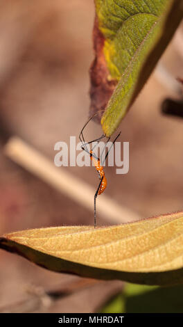 Orange Adult milkweed assassin bug, Zelus longipes Linnaeus on a leaf in a vegetable garden in Naples, Florida Stock Photo