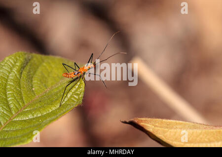 Orange Adult milkweed assassin bug, Zelus longipes Linnaeus on a leaf in a vegetable garden in Naples, Florida Stock Photo