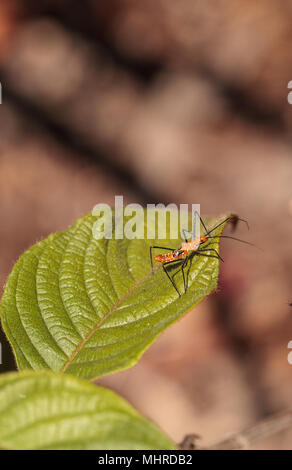 Orange Adult milkweed assassin bug, Zelus longipes Linnaeus on a leaf in a vegetable garden in Naples, Florida Stock Photo